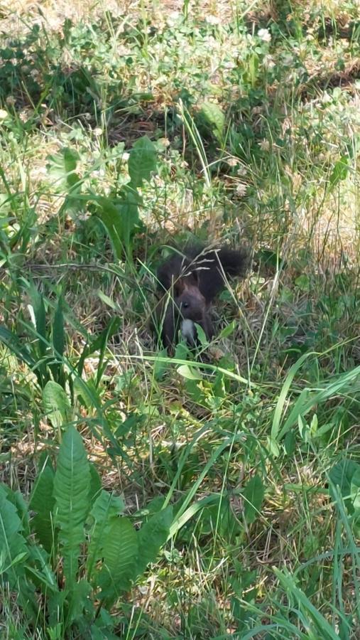 Horska Chata Veverka Podbanská Buitenkant foto